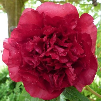 Vesuvian ex google upr_result